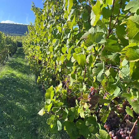 Le Clos Des Vignes - Charme Au Coeur Du Vignoble